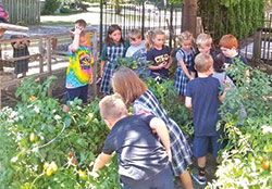 Students at Christ the King School in Indianapolis work together in the garden to grow produce to help people in need. (Submitted photo)